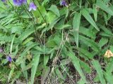 Campanula sarmatica