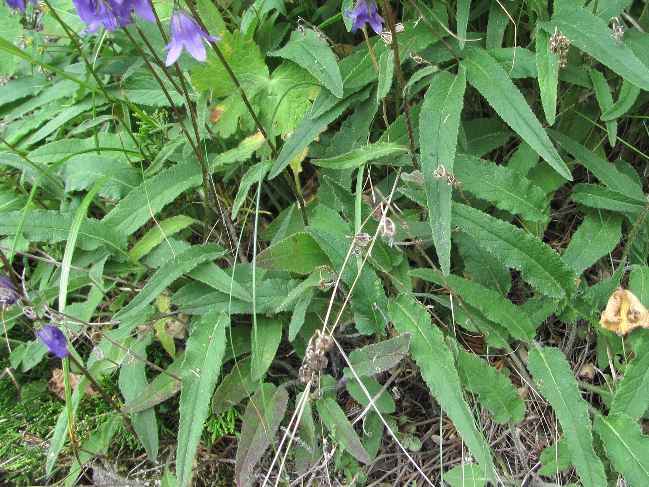 Изображение особи Campanula sarmatica.