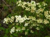 Spiraea media