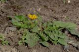 род Taraxacum