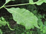 Fraxinus excelsior