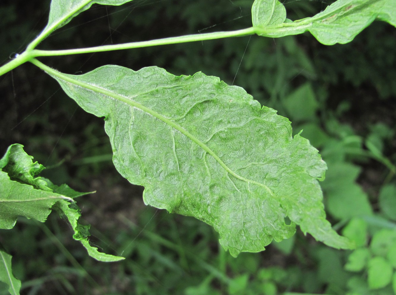 Image of Fraxinus excelsior specimen.