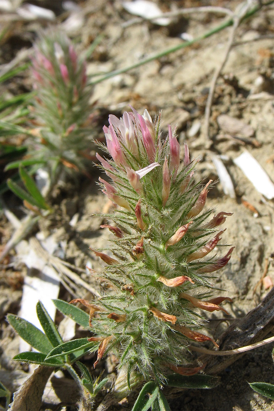 Изображение особи Trifolium affine.