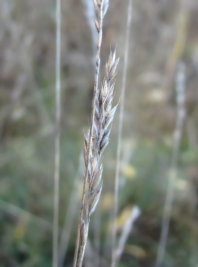 Image of Festuca trachyphylla specimen.