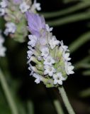 Lavandula dentata. Соцветие. Израиль, Нижняя Галилея, г. Верхний Назарет, во дворе. 26.11.2019.