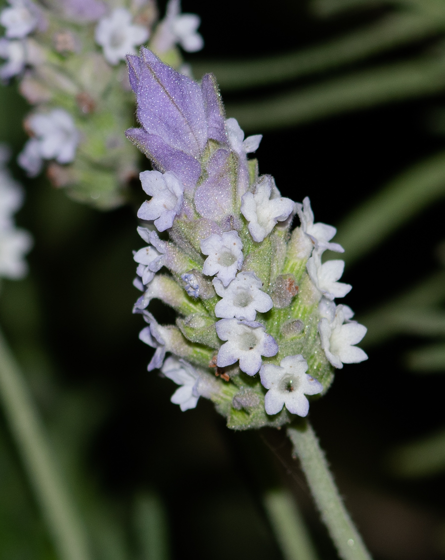 Image of Lavandula dentata specimen.