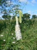 Sanguisorba parviflora. Цветущее и нераспустившиеся соцветия. ЕАО, Смидовичский р-н, ст. Урми, заливной луг. 17.08.2011.