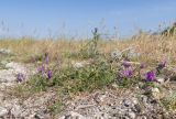 Astragalus onobrychis