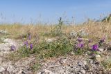 Astragalus onobrychis. Цветущее растение. Крым, Керченский п-ов, Ленинский р-н, окр с. Глазовка, гора Хрони, ≈ 175 м н.у.м., на монолите. 28.05.2021.