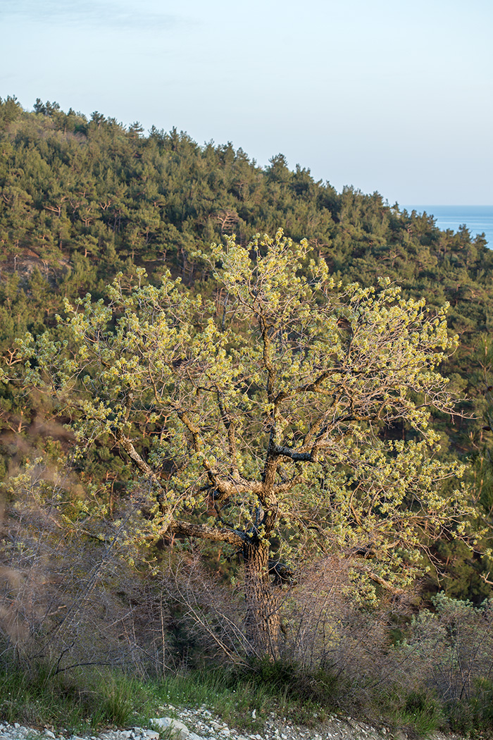 Изображение особи Quercus pubescens.