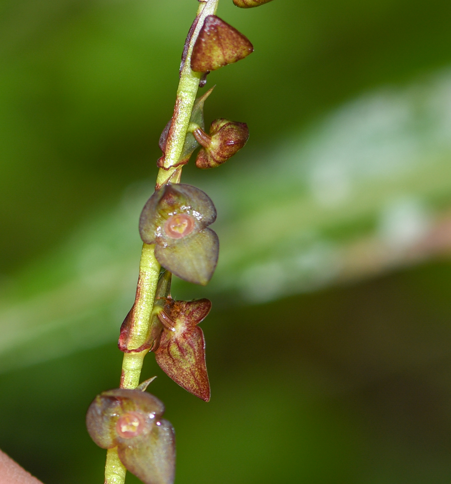 Изображение особи род Stelis.