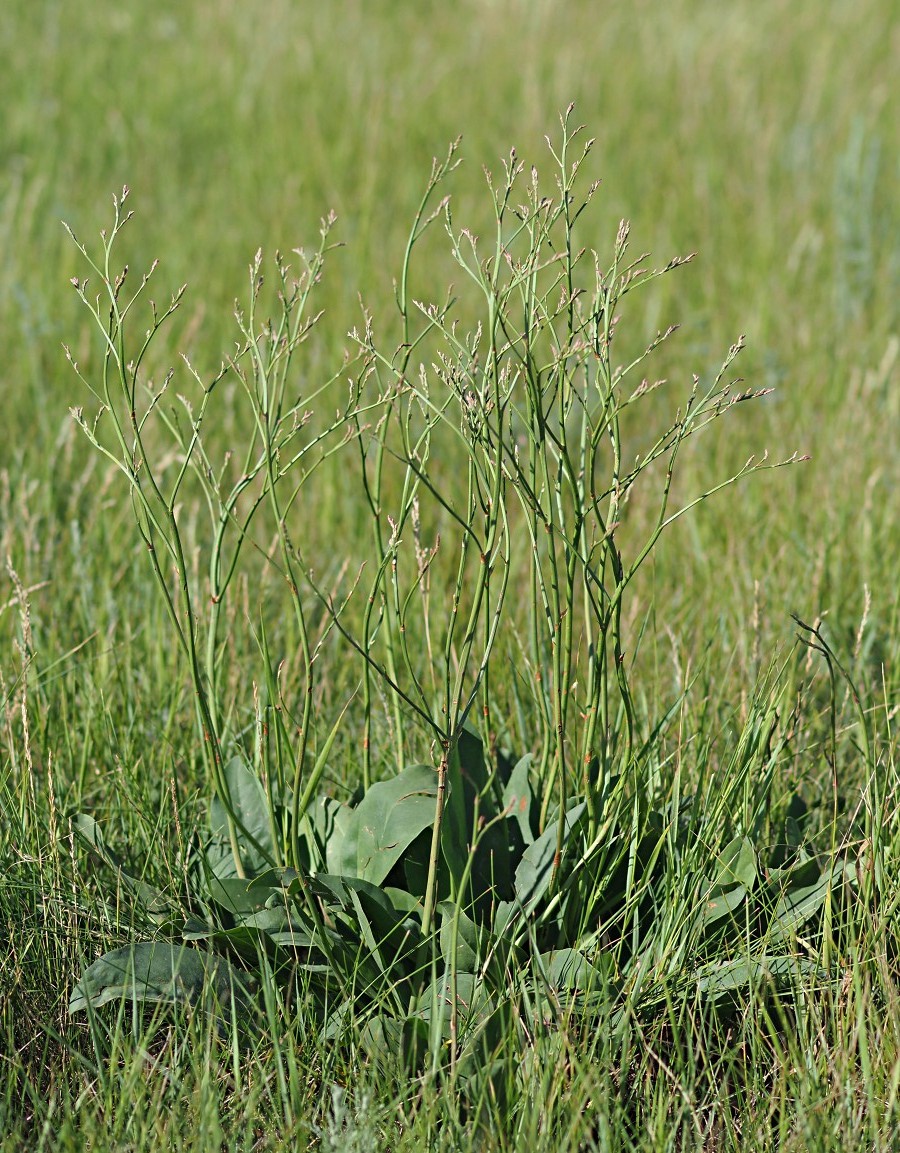 Image of Limonium gmelinii specimen.