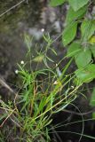 Stellaria graminea