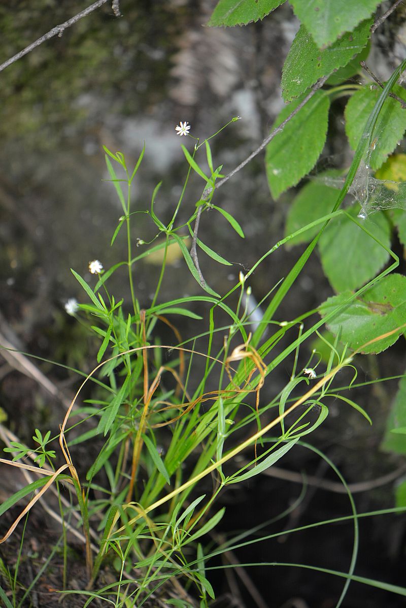 Изображение особи Stellaria graminea.