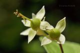 Philadelphus tenuifolius