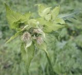 Cirsium oleraceum