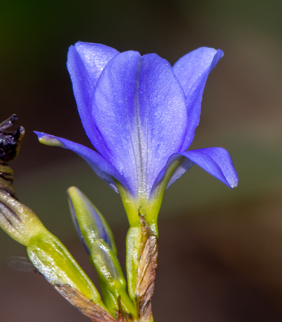 Image of Aristea ecklonii specimen.