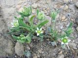 Aizoon hispanicum