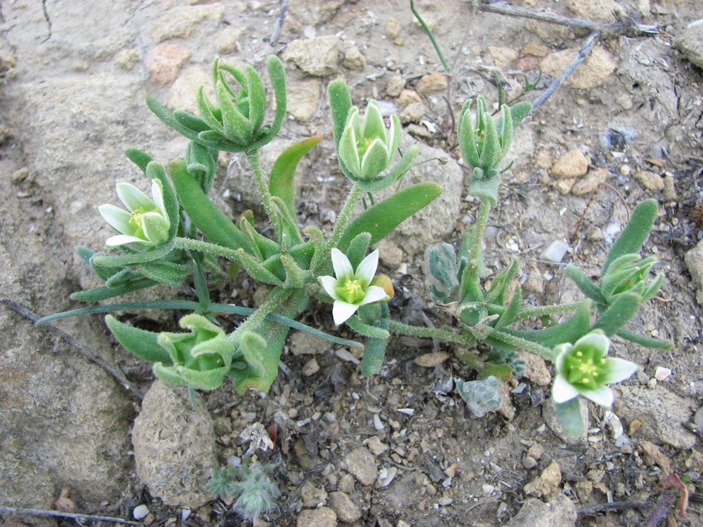 Image of Aizoon hispanicum specimen.