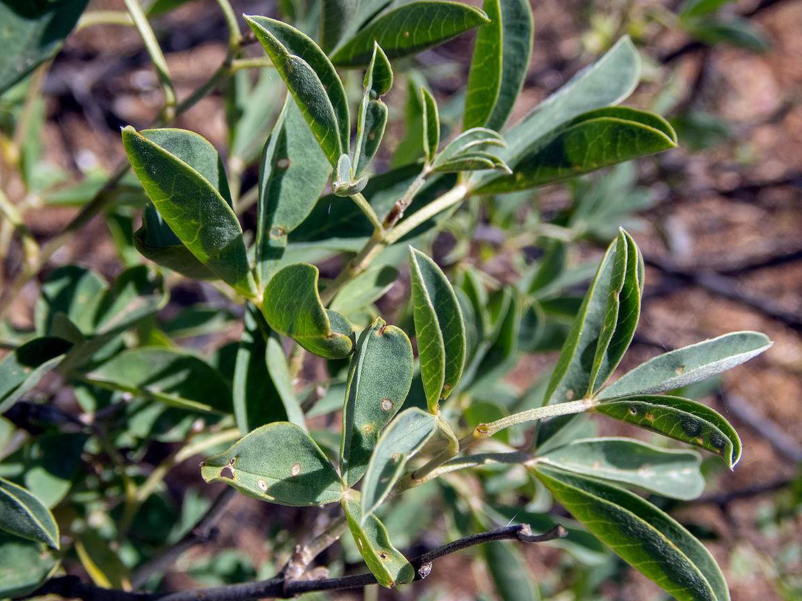 Изображение особи Anagyris foetida.