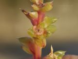 genus Salsola. Часть побега с плодом. Приморье, Хасанский р-н, окр. с. Рязановка, бух. Горшкова, кромка каменистого пляжа. 02.10.2021.