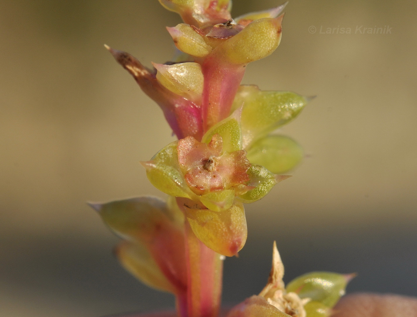 Image of genus Salsola specimen.