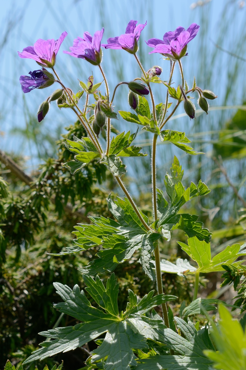 Изображение особи Geranium sylvaticum.