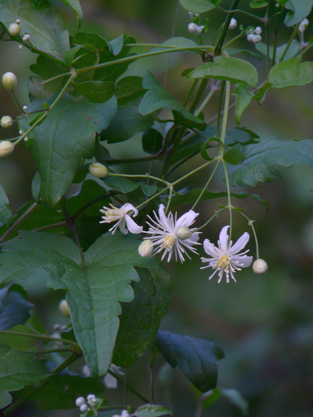 Image of Clematis vitalba specimen.