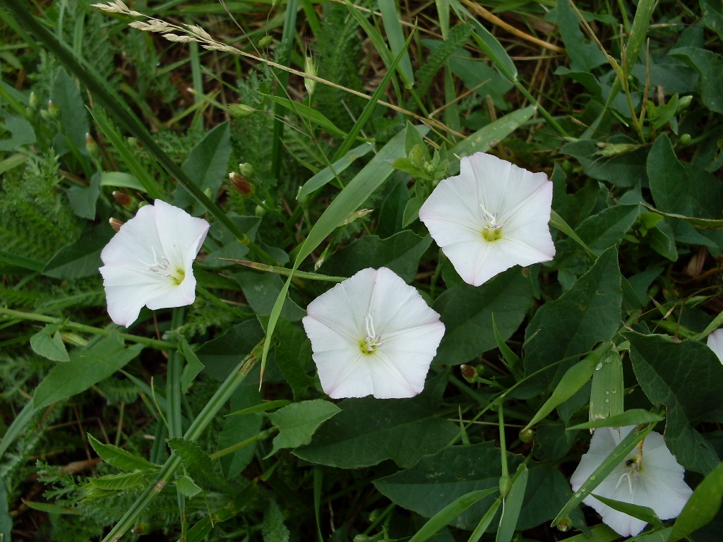 Image of Convolvulus arvensis specimen.