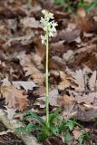 Orchis provincialis. Цветущее растение (высота 29 см, длина соцветия — 9 см). Краснодарский край, г/о Сочи, Лазаревский р-н, окр. ж.-д. станции Чемитоквадже, склон С экспозиции, дубовый лес. 28 апреля 2021 г.