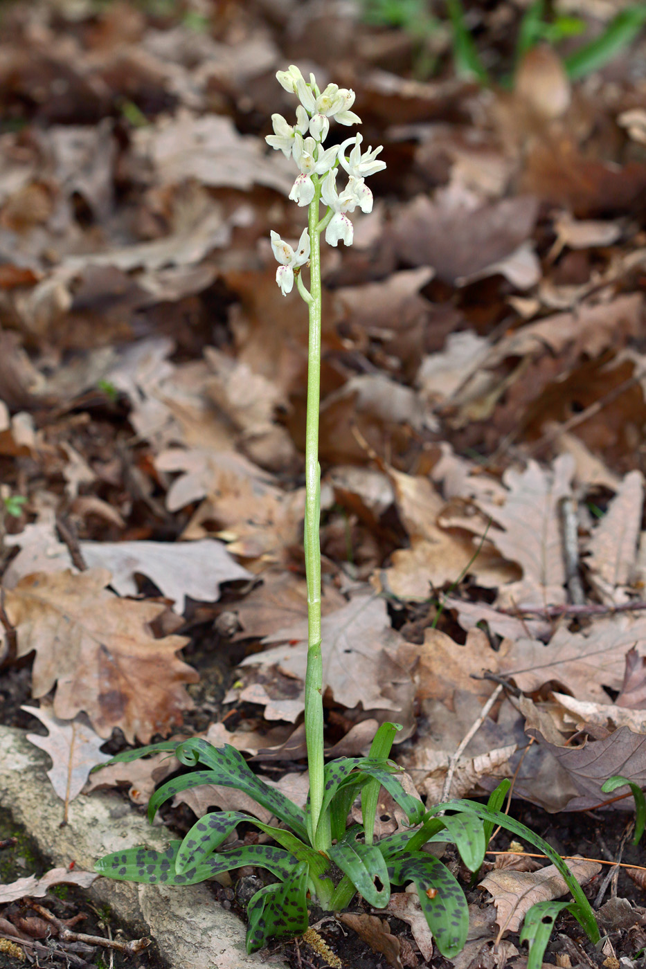 Image of Orchis provincialis specimen.