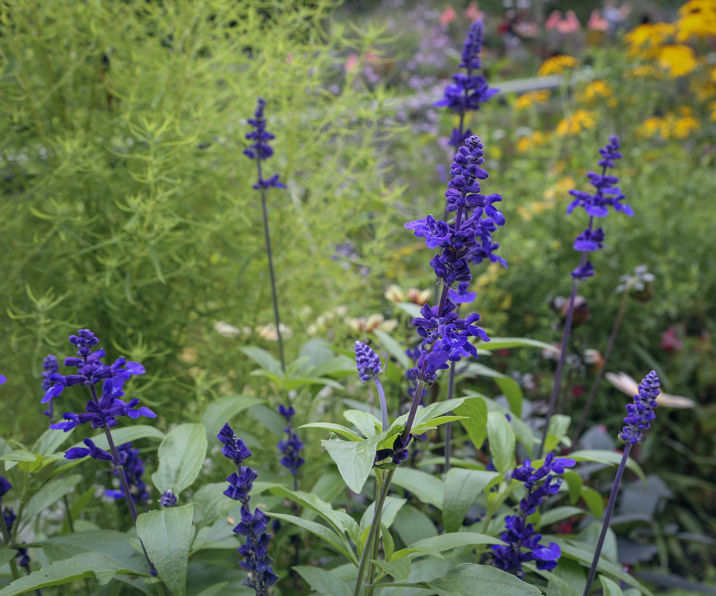 Image of Salvia farinacea specimen.