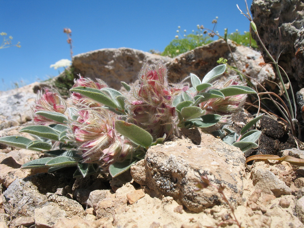 Image of Hedysarum plumosum specimen.