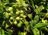 Pittosporum tobira