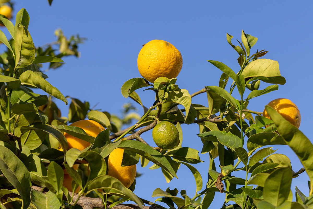 Image of Citrus limon specimen.