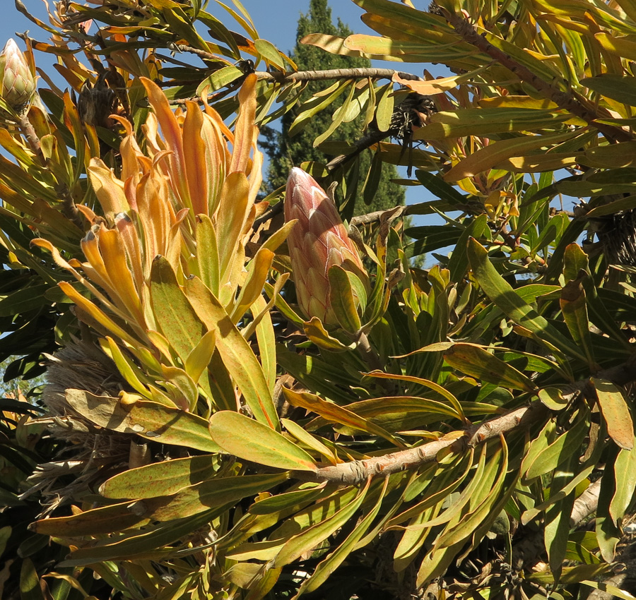 Изображение особи Protea obtusifolia.