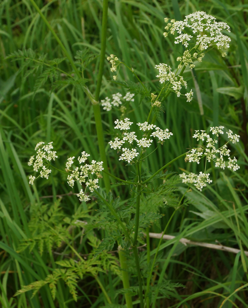 Изображение особи Anthriscus sylvestris.