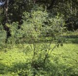Colutea arborescens