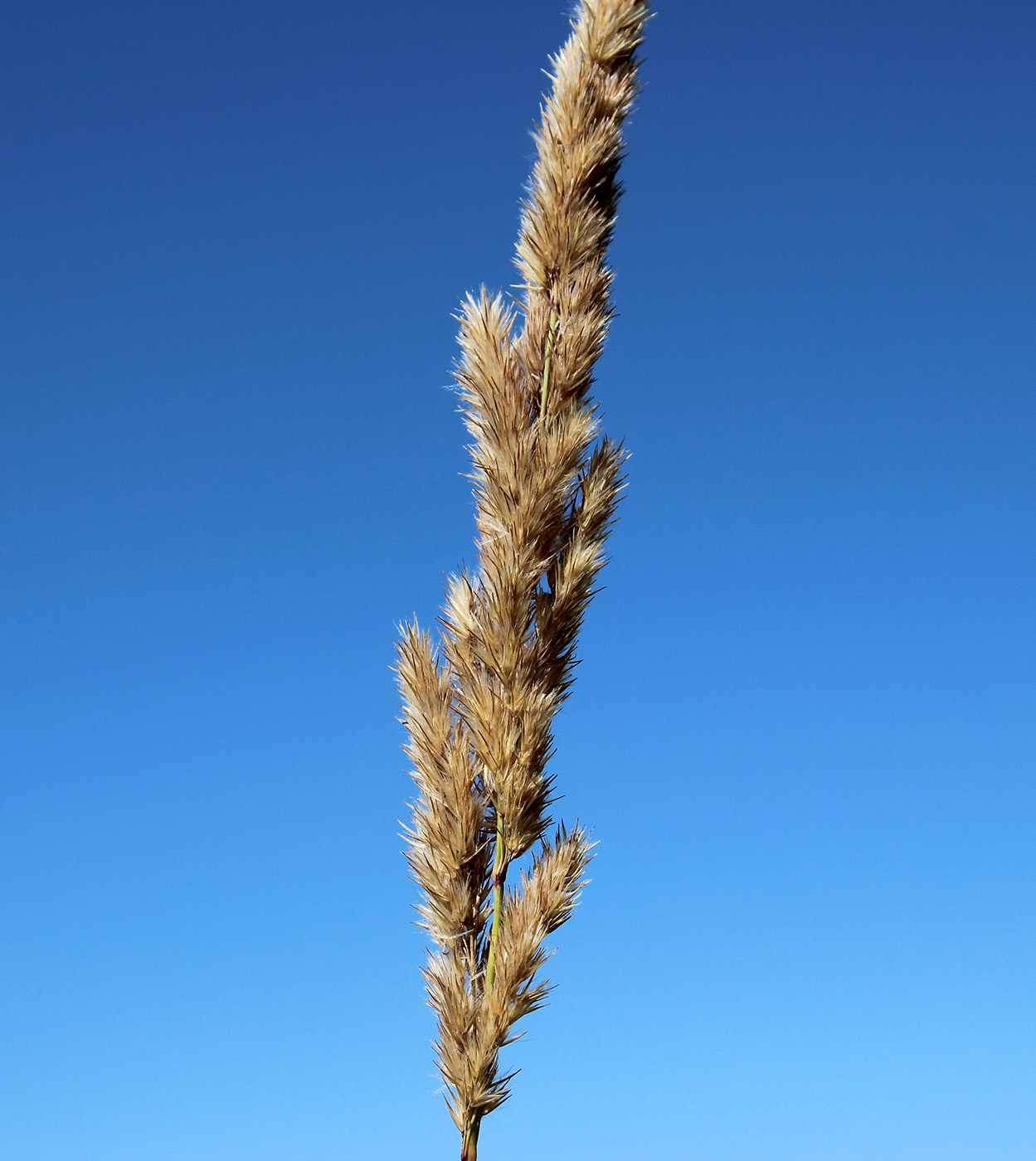 Image of Calamagrostis glomerata specimen.