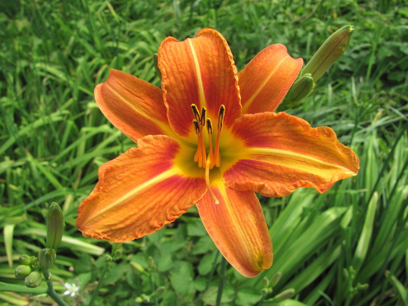 Image of Hemerocallis fulva specimen.