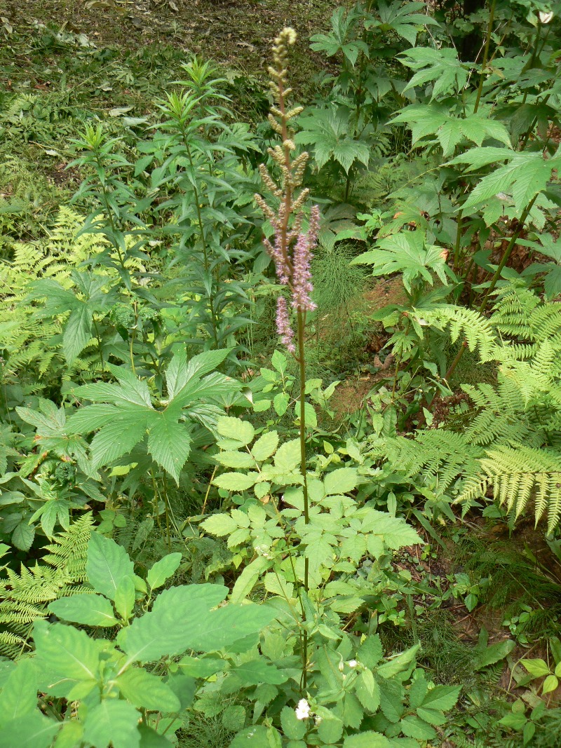 Image of Astilbe chinensis specimen.