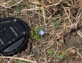 Gentiana pseudoaquatica