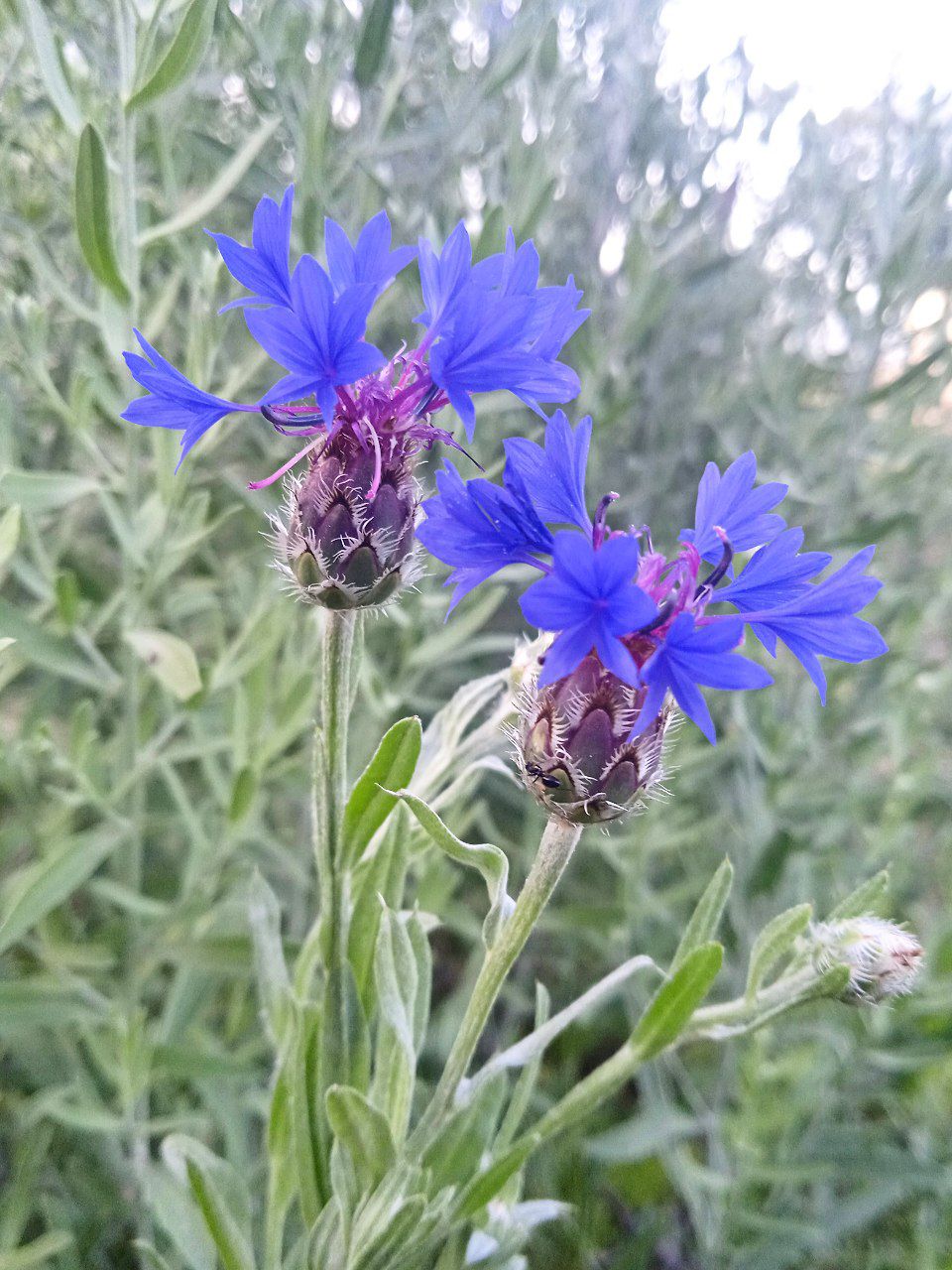 Image of Centaurea depressa specimen.
