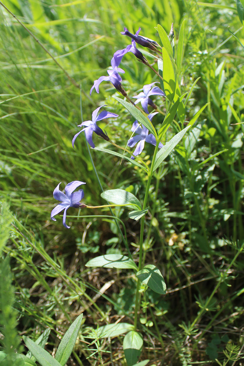 Image of Vinca herbacea specimen.