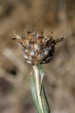 Hyalea tadshicorum. Верхушка побега с корзинкой со зрелыми плодами (вид сбоку). Узбекистан, Ташкентская обл., Бекабадский р-н, долина р. Сырдарья, Дальверзинское охотхозяйство, разнотравный тугай с редкими насаждениями Populus pruinosa. 25.05.2022.