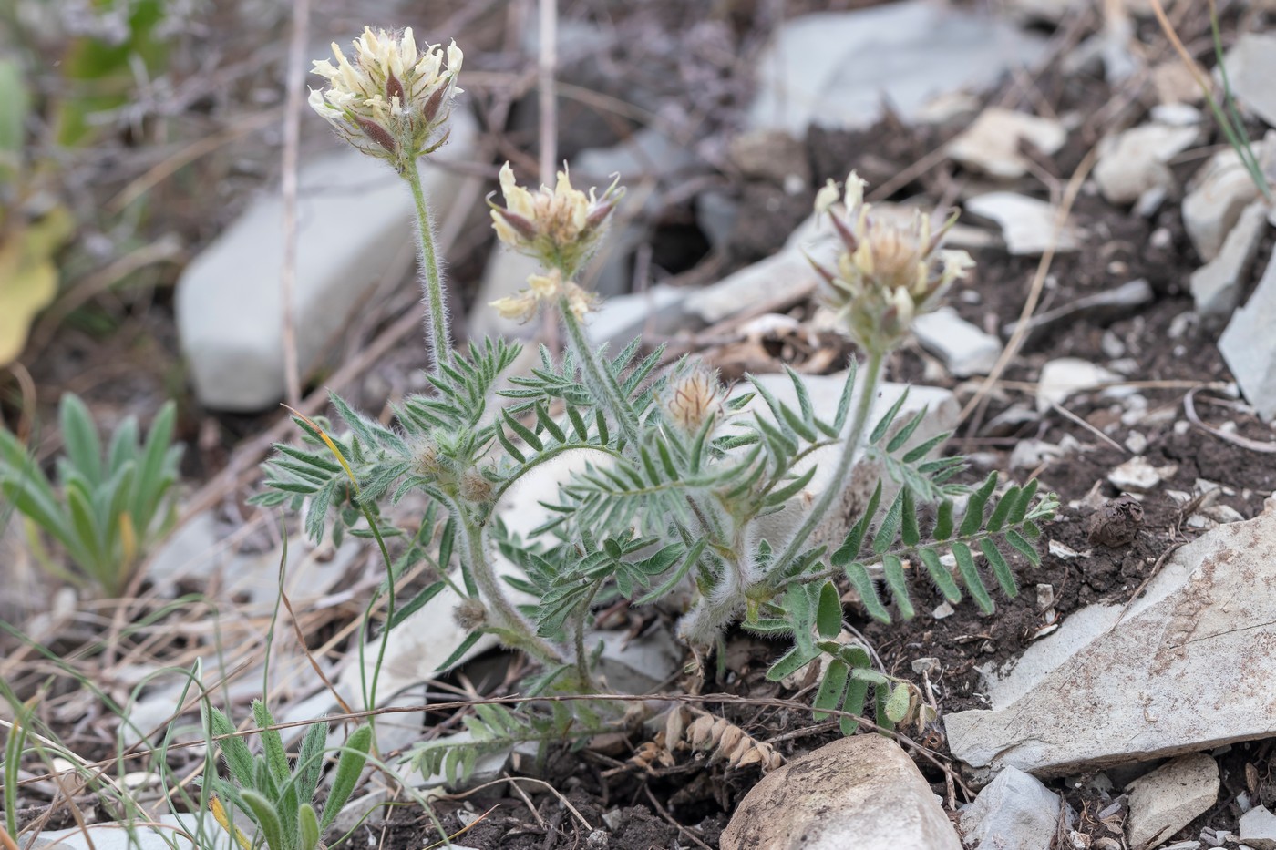 Изображение особи Oxytropis pilosa.