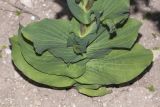 Bupleurum rotundifolium