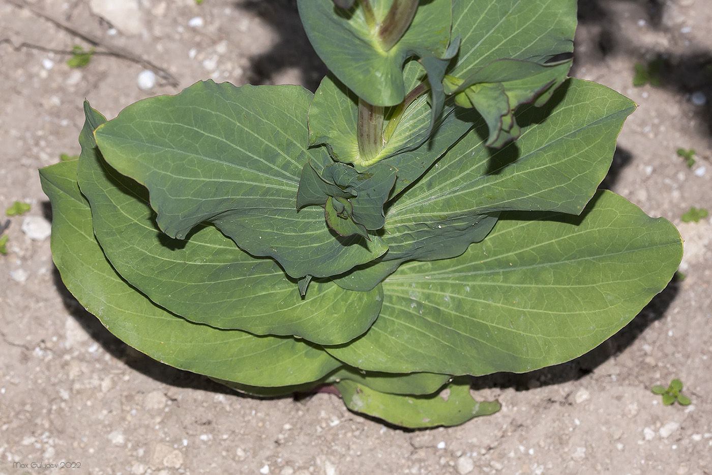 Image of Bupleurum rotundifolium specimen.