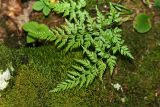 Asplenium adiantum-nigrum. Вайи. Республика Абхазия, окр. Нового Афона. 20.08.2009.