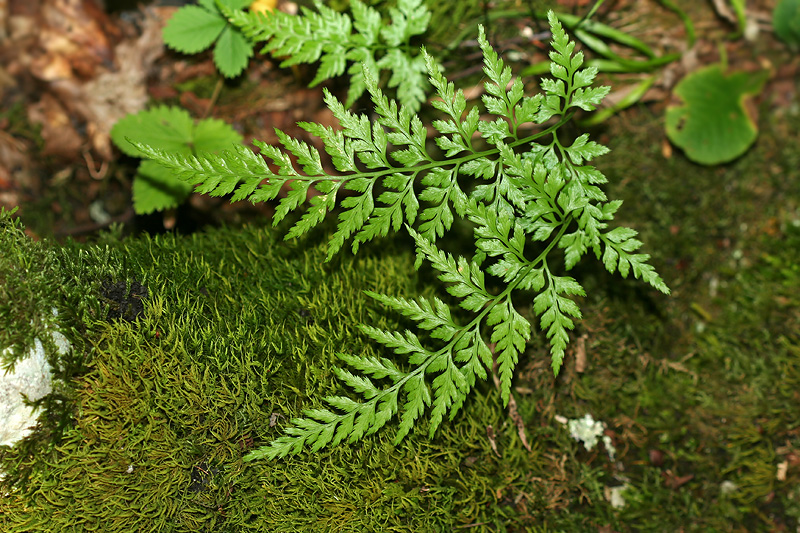 Изображение особи Asplenium adiantum-nigrum.